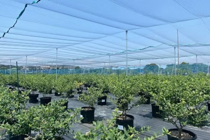 ウェルハート農園